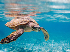 flora fauna seychelles